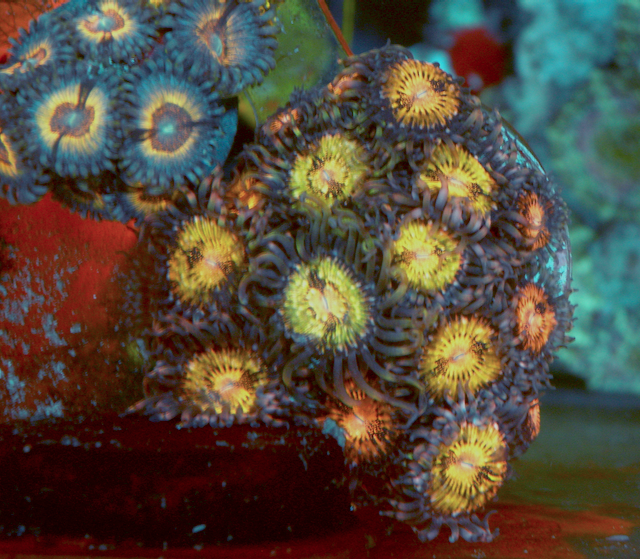 Pink Gold Zoanthids Aquarium Coral Reef 2