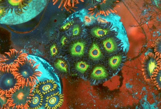 Bob Marley Reverse Rasta Zoanthids Zoas 3