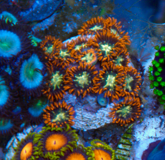 Orange Star Zoanthids Coral Reef - Reef Gardener