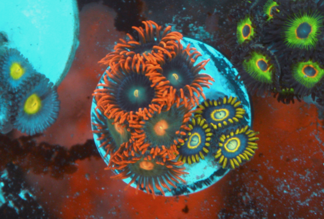 Blue Hornet Punk Rocker Zoanthids Trio Coral