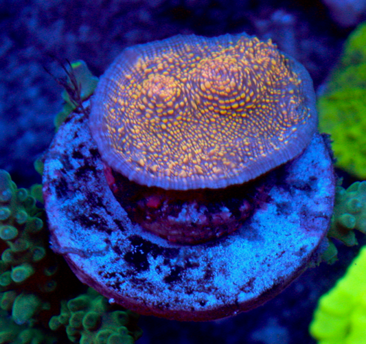 Peach Sky Chalice coral LPS echinophyllia