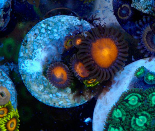 Balls of Fire Orange Zoanthid Mix