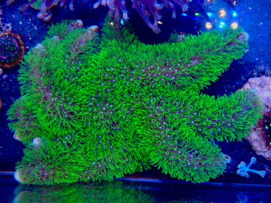 Rare Branching Neon Green Star Polyps Coral Aquarium