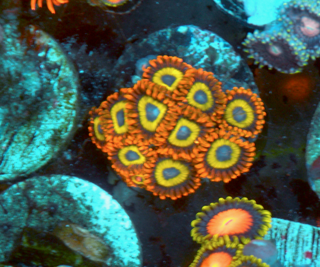 Orange Fruit Loop Zoanthids Coral