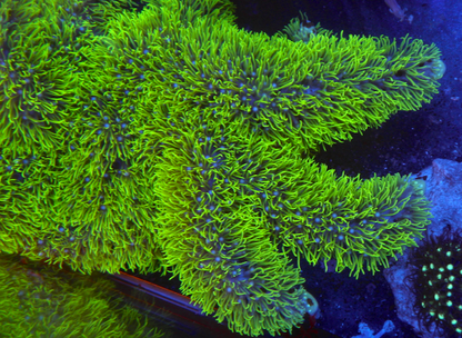 Rare Branching Neon Green Star Polyps Coral Aquarium