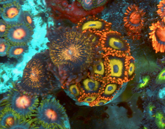 Fruit Loops Pandora Zoanthids Reef Aquarium Coral