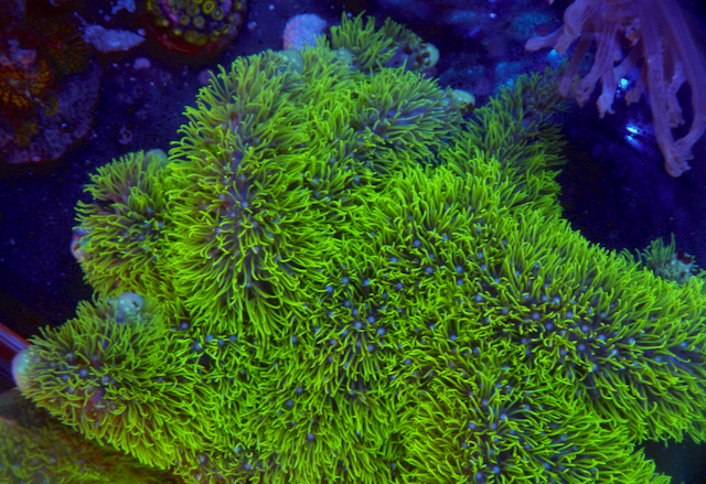 Rare Branching Neon Green Star Polyps Coral Aquarium
