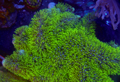 Rare Branching Neon Green Star Polyps Coral Aquarium