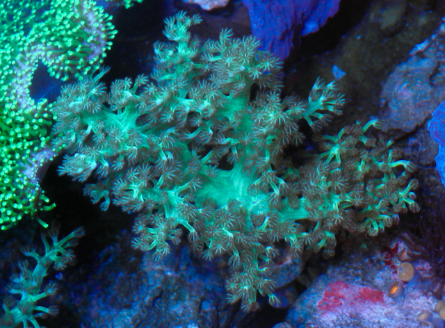 Neon Green Kenya Tree Leather Coral - Reef Gardener