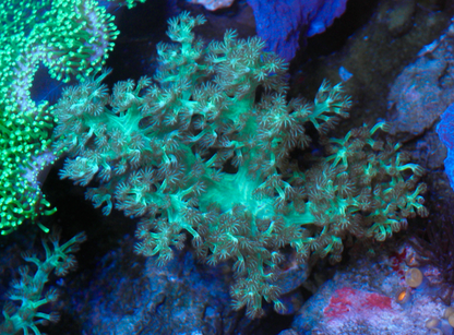 Neon Green Kenya Tree Leather Coral - Reef Gardener