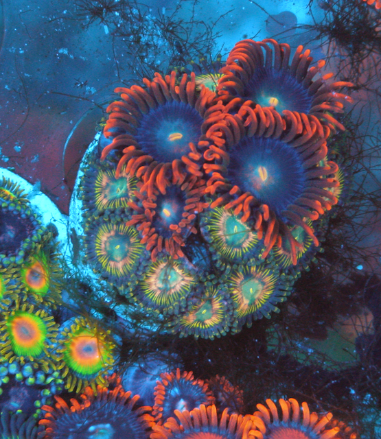 Punk Rocker Pineapple Zoanthids Zoa Coral Reef Aquarium
