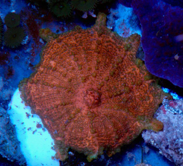 Ruby Neglecta Umbrella Mushroom - Reef Gardener