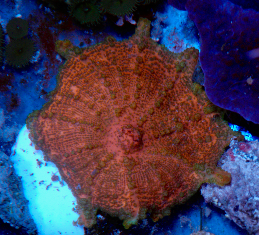 Ruby Neglecta Umbrella Mushroom - Reef Gardener