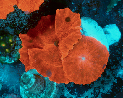 Nuclear Red Discosoma Mushrooms Coral Reef Aquarium 4