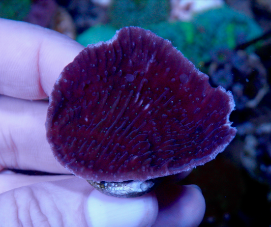 Purple Montipora Capriconis Coral Reef SPS 2 - Reef Gardener
