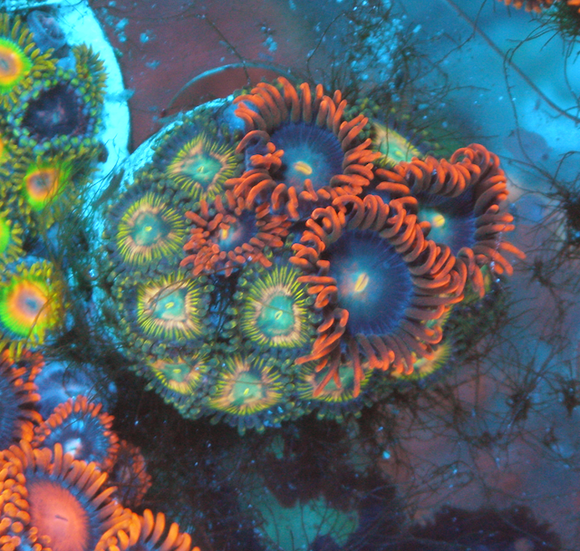 Punk Rocker Pineapple Zoanthids Zoa Coral Reef Aquarium
