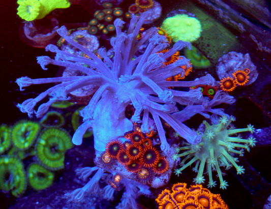 Punk Rocker Zoanthids Cespitularia Xenia Soft Coral