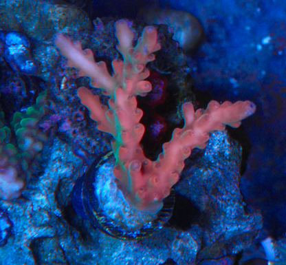 Solana Jawdropper Acropora Aquarium 2