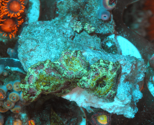 Mermaid Dreams Discosoma Mushrooms Reef Aquarium