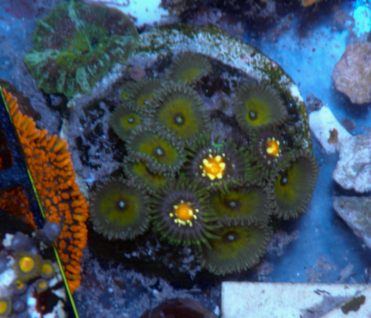 Pinwheel Captain Jerk Palythoa Colony Zoanthids Palythoa Coral Reef - Reef Gardener