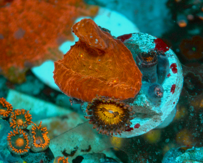 Diablo Chalice Pink Gold Zoanthids Aquarium Coral 2
