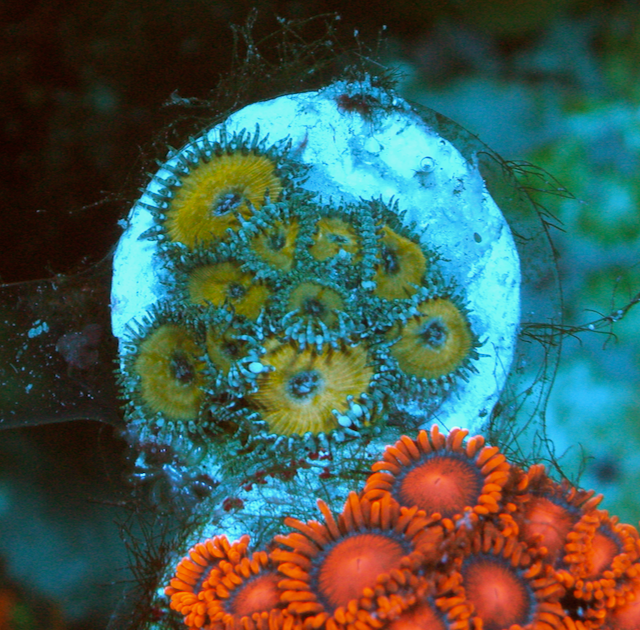 Nuclear Green Zoanthids Palythoa Coral Reef Beginner