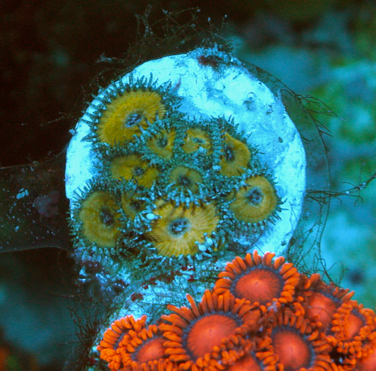 Nuclear Green Zoanthids Palythoa Coral Reef Beginner
