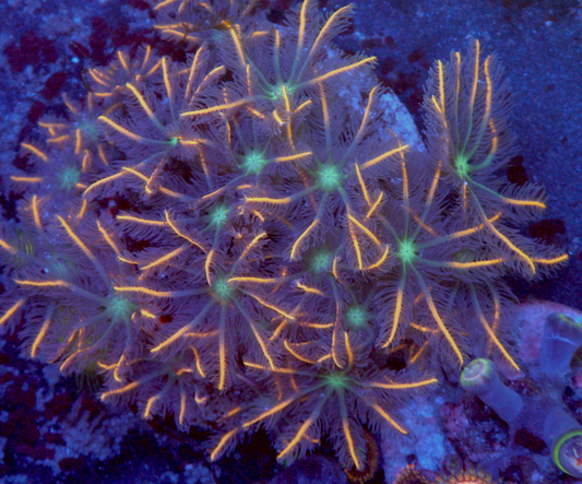 Big Orange Firework Clove Polyps Zoanthids