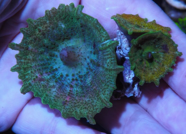 Apple and Sunshine Discosoma Neglecta Mushroom Reef Aquarium Coral