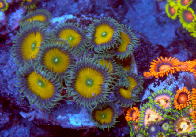 Sunshine Death Palythoa Zoas Zoanthid Coral Reef Aquarium