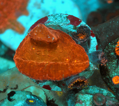 Diablo Chalice Pink Gold Zoanthids Aquarium Coral 2