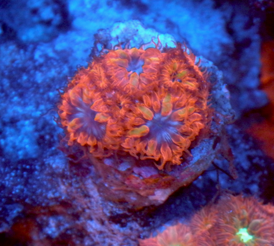 Blue Raven Red Blastomussa LPS Coral Coral Reef Aquarium