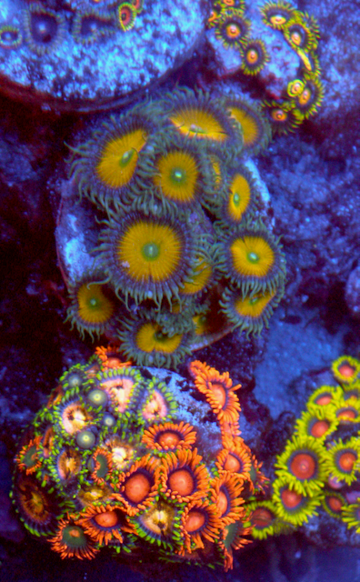 Sunshine Death Palythoa Zoas Zoanthid Coral Reef Aquarium