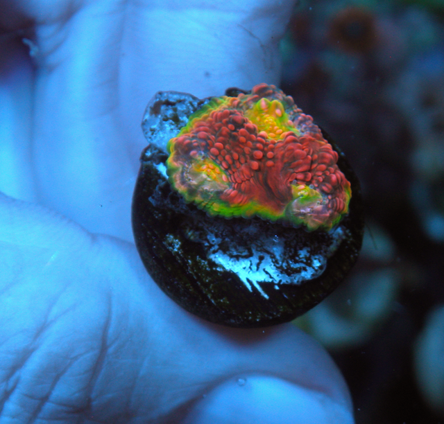 Pink Kingpin Chalice Echinophyllia Reef Aquarium 2