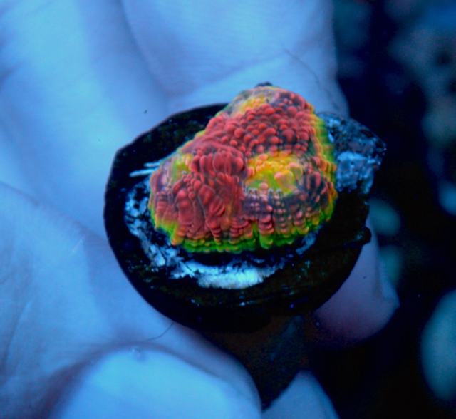 Pink Kingpin Chalice Echinophyllia Reef Aquarium 2