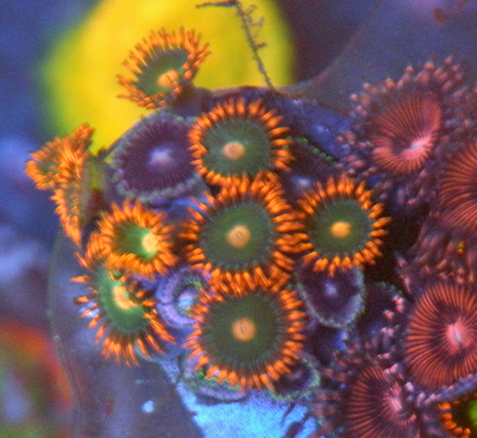 Strawberry Gatorade Orange Zoanthids Zoas Coral Reef