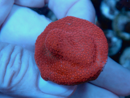 Blood Red Stylo Reef Aquarium Saltwater
