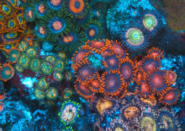 Orange Bambam Zoanthids Coral Reef Aquarium