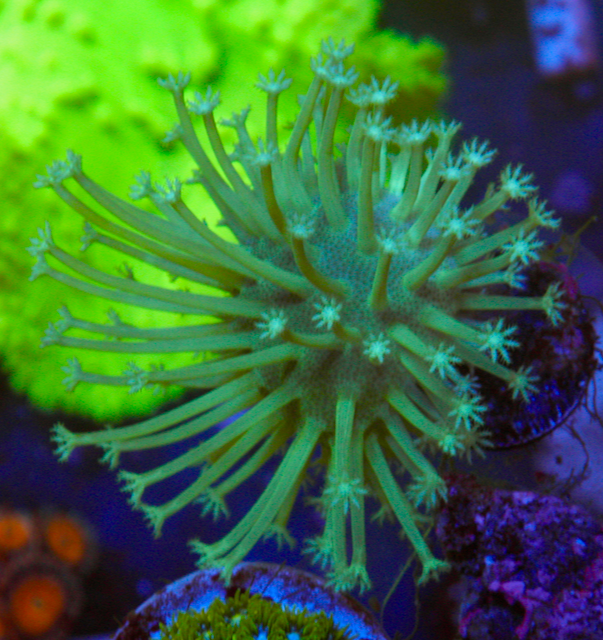 Ultra Toxic Leather Coral Saltwater Aquarium