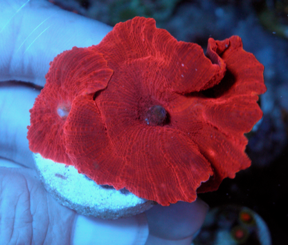 Nuclear Red Discosoma Mushrooms Coral Reef Aquarium 4