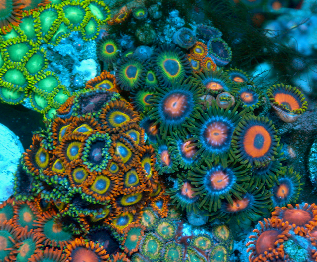 Strawberry Neon Fruit Loop Zoanthids Coral Reef