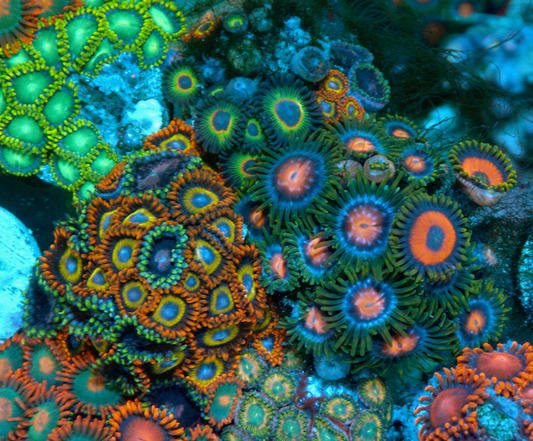 Strawberry Neon Fruit Loop Zoanthids Coral Reef