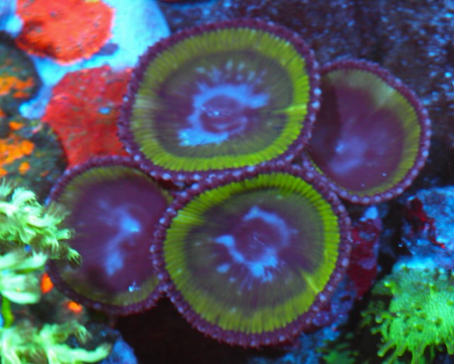 Neon Green Palythoa Grandis Colony 4 big polyps