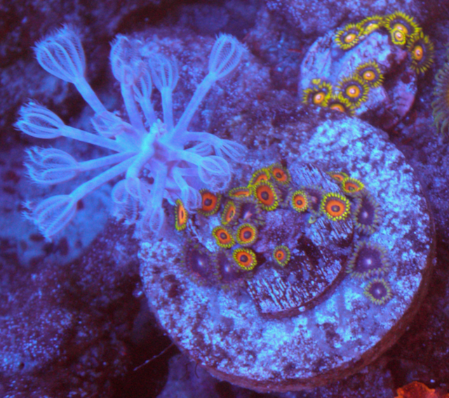 Watermelon Zoanthids Cespitularia Xenia Soft Coral