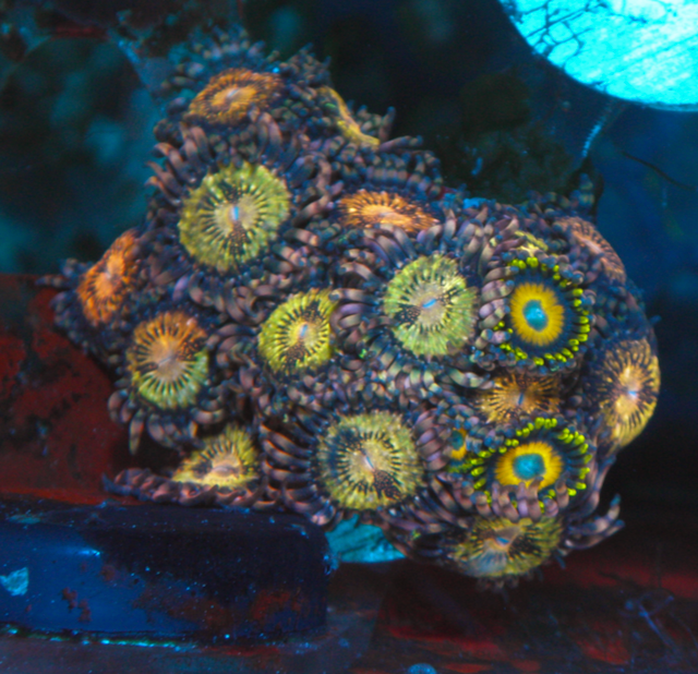 Scrambled Egg Yellow Zoanthids Coral Reef Saltwater