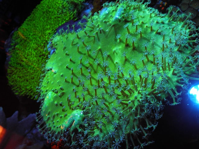 Green Stardust Leather Coral Reef Saltwater Aquarium