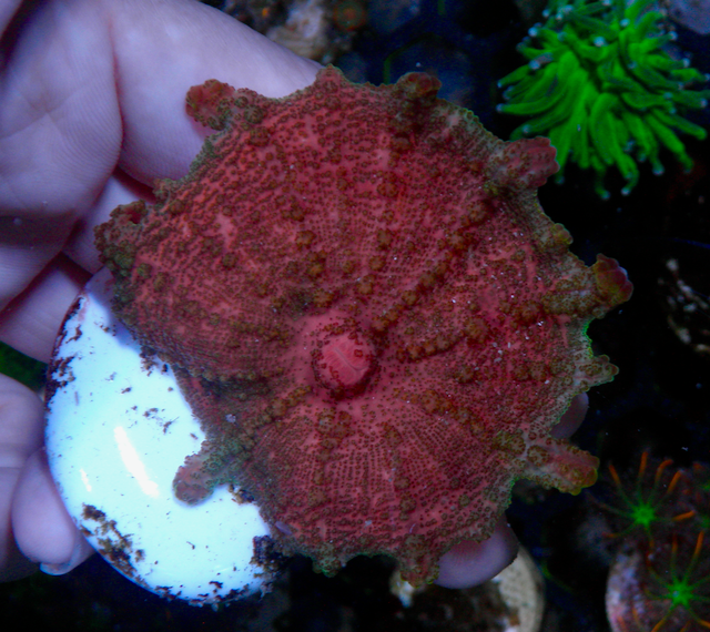 Ruby Neglecta Umbrella Mushroom - Reef Gardener