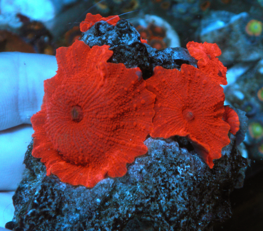 Nuclear Red Discosoma Mushrooms Aquarium