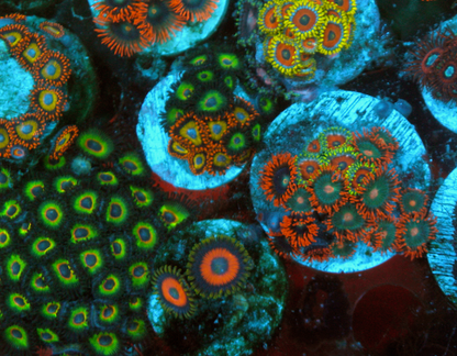 Eagle Eye Punk Rocker Zoanthids Saltwater Coral Reef Trio