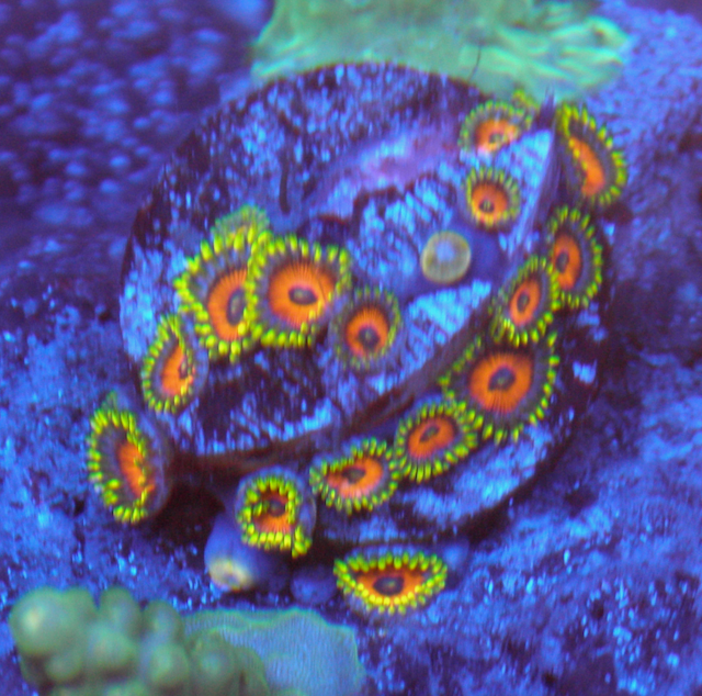 Watermelon Zoanthids Saltwater Coral Reef